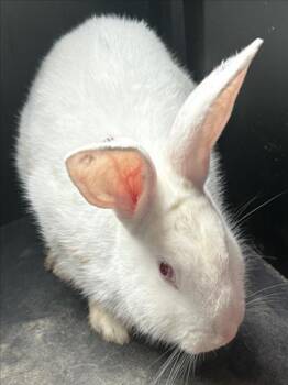 Florida White Rabbits Available for Adoption in Derwood, Maryland - HIPPITY HOPP | PetCurious