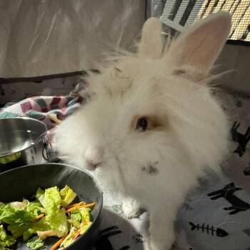 Racha -  Lionhead Rabbit for Adoption in Paradis, Louisiana - Racha | PetCurious