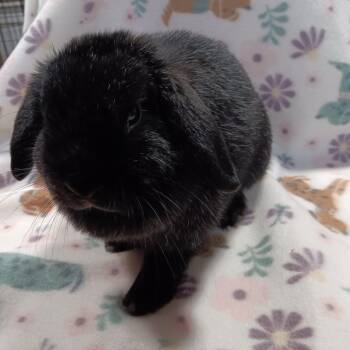 Holland Lop Rabbits Available for Adoption - LunaBelle | PetCurious