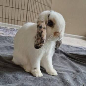 Mini Lop and Bunny Rabbit Rabbits Available for Adoption in Wheaton, Illinois - Nutterbutter | PetCurious