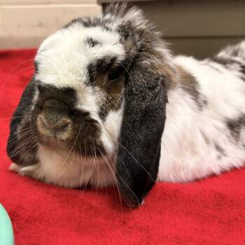 American Fuzzy Lop Rabbits Available for Adoption in South Burlington, Vermont - Goose | PetCurious