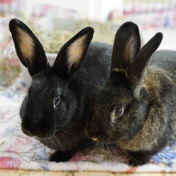 American Rabbits Available for Adoption - Lady Grey | PetCurious