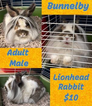 Bunnelby -  Lionhead Rabbit for Adoption in Danville, Indiana - Bunnelby | PetCurious