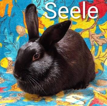Seelē -  Bunny Rabbit Rabbit for Adoption in Dallas, Pennsylvania - Seelē | PetCurious