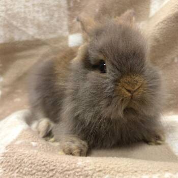 Sawyer -  Lionhead Rabbit for Adoption in Oshkosh, Wisconsin - Sawyer | PetCurious