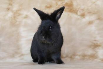 Lil Bunky and Anthony (bonded pair) -  Lop Eared Rabbit for Adoption in Santa Cruz, California - Lil Bunky And Anthony (bonded Pair) | PetCurious