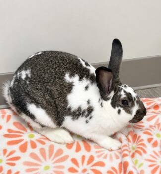 Daphnée -  Bunny Rabbit Rabbit for Adoption in Delson, Quebec - Daphnée | PetCurious