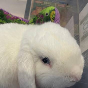 Holland Lop Rabbits Available for Adoption - Gabriel | PetCurious