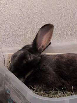 Lop Eared and Silver Marten Rabbits Available for Adoption - Sir Winston Flops A Lot | PetCurious