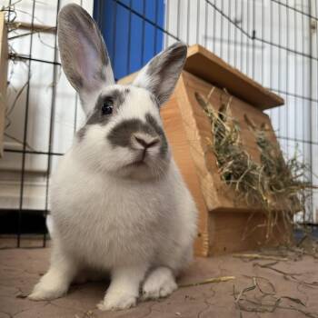 Pinwheel -  Bunny Rabbit Rabbit Available for Adoption in Wilmington, Delaware - Pinwheel | PetCurious