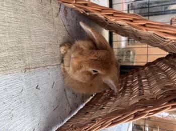 Mina -  Lionhead Rabbit for Adoption in Waynesboro, Virginia - Mina | PetCurious