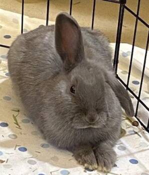 American Rabbits Available for Adoption in Quakertown, Pennsylvania - Flopsy | PetCurious
