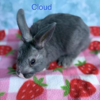 Bunny Rabbit and Lionhead Rabbits Available for Adoption in Modesto, California - Cloud | PetCurious
