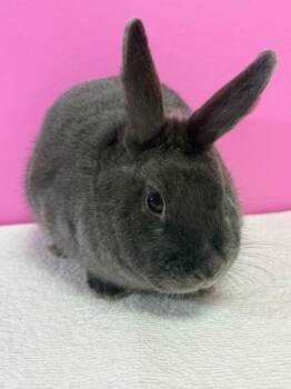 Robot -  Dwarf Rabbit for Adoption in Saint Charles, Missouri - Robot | PetCurious