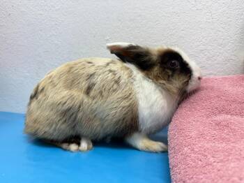 Mercedes -  American Rabbit for Adoption in Pflugerville, Texas - Mercedes | PetCurious