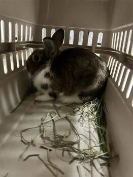 Rescue American Rabbits for Adoption in Largo, Florida - Mocha | PetCurious