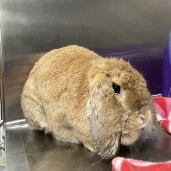 Lupita -  Holland Lop Rabbit for Adoption in San Diego, California - Lupita | PetCurious