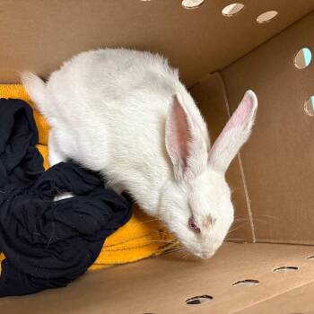 Hop Tart -  American Rabbit for Adoption in Pasadena, California - Hop Tart | PetCurious