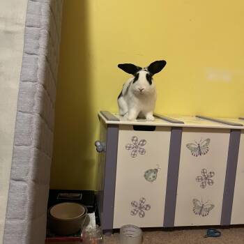 Benji -  American Rabbit for Adoption in Gig Harbor, Washington - Benji | PetCurious