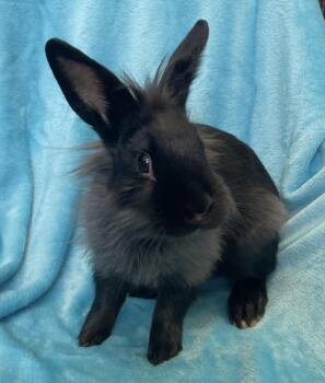Do-Si-Do -  Lionhead Rabbit for Adoption in Chicago, Illinois - Do-Si-Do | PetCurious