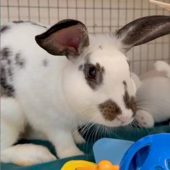 Duncle -  English Spot Rabbit for Adoption in Mill Valley, California - Duncle | PetCurious