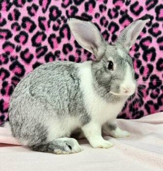 American Rabbits Available for Adoption in Oakland, California - Stardust | PetCurious