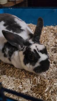 Mini Rex and Dwarf Rabbits Available for Adoption - Cookie | PetCurious