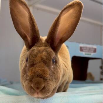 Rescue Rex Rabbits for Adoption in Mill Valley, California - Coachella | PetCurious