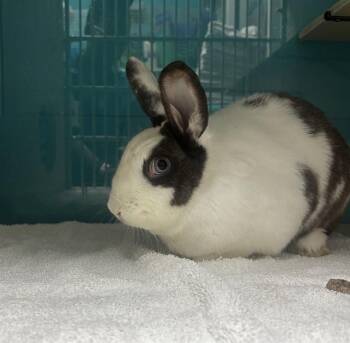SUPERIOR -  Bunny Rabbit Rabbit for Adoption - SUPERIOR | PetCurious