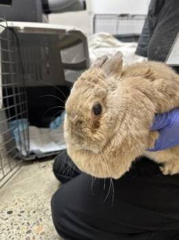 Lola Bunny -  American and Dwarf Rabbit for Adoption in Sacramento, California - Lola Bunny | PetCurious