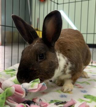 Tiger -  American Rabbit for Adoption in Oakland, California - Tiger | PetCurious