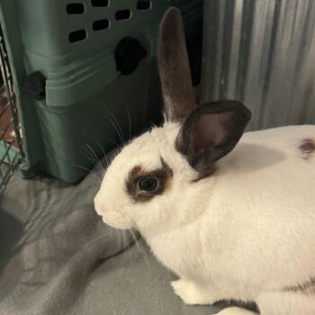 American Rabbits Available for Adoption - Toddy | PetCurious