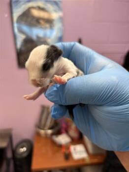61270262 -  Bunny Rabbit Rabbit for Adoption in El Paso, Texas - 61270262 | PetCurious