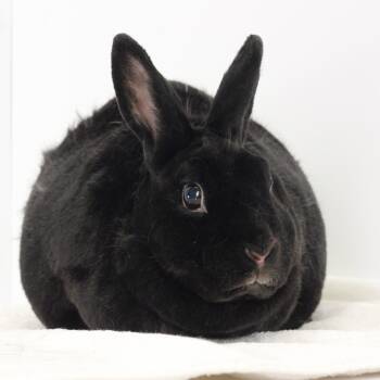 Rescue Mini Rex Rabbits for Adoption in Dayton, Ohio - Ebony | PetCurious