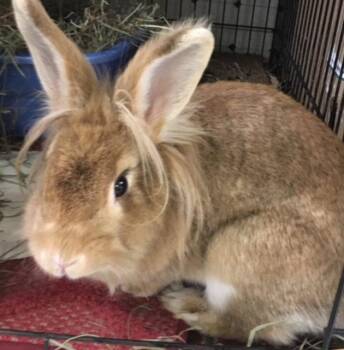 Ginger -  Lionhead Rabbit for Adoption in Great Neck Plaza, New York - Ginger | PetCurious