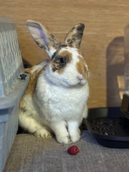 Harlequin Rabbits Available for Adoption - Waffles | PetCurious