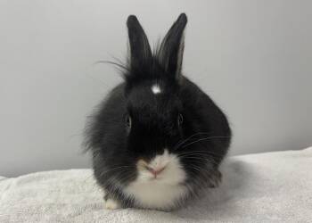 Lionhead Rabbits Available for Adoption in Westford, Massachusetts - Milk Mustache | PetCurious