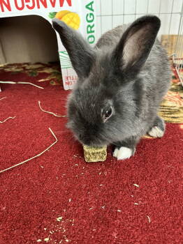 Rescue Dutch Rabbits for Adoption in Escondido, California - Smudge | PetCurious