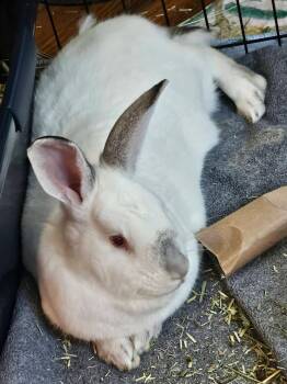 Californian Rabbits Available for Adoption in Saint Charles, Missouri - Muddy Buddy And Minneapolis  | PetCurious