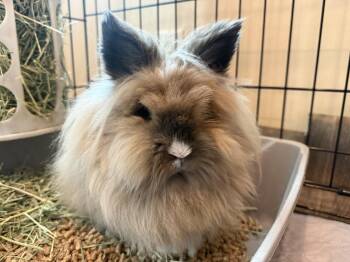 Astra -  Lionhead Rabbit for Adoption in Marshfield, Wisconsin - Astra | PetCurious
