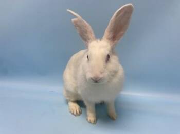 Florida White and Bunny Rabbit Rabbits Available for Adoption - Hazel | PetCurious