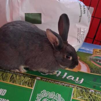 Coco - Home to Home -  American Rabbit for Adoption in South Elgin, Illinois - Coco - Home To Home | PetCurious