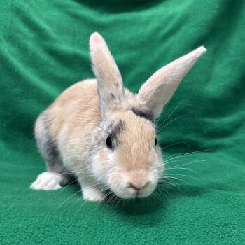 Razmund -  Harlequin Rabbit for Adoption in Oak Park, Illinois - Razmund | PetCurious