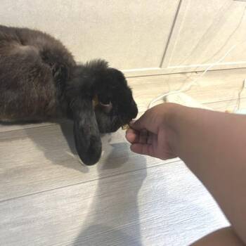 Flopsy -  American Rabbit for Adoption in West Olive, Michigan - Flopsy | PetCurious