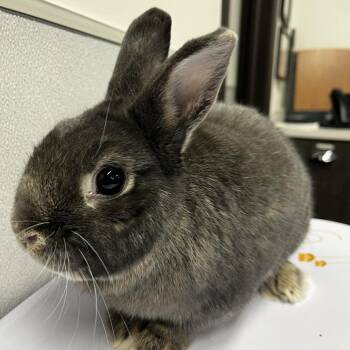 American Rabbits Available for Adoption in Clearwater, Florida - Mr. Bunny | PetCurious