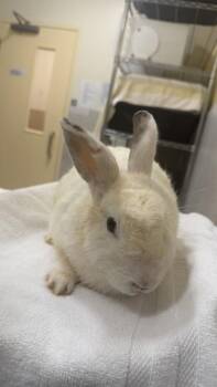 Kea -  Angora Rabbit and American Rabbit for Adoption in Honolulu, Hawaii - Kea | PetCurious