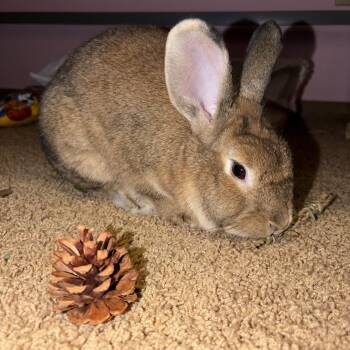 Eros -  Bunny Rabbit Rabbit for Adoption in Ankeny, Iowa - Eros | PetCurious