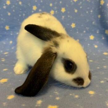 Pistachio -  Bunny Rabbit Rabbit for Adoption in Santa Cruz, California - Pistachio | PetCurious