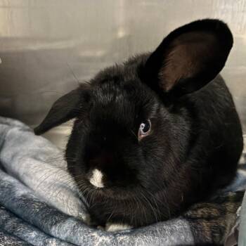 Salsa Macha -  Bunny Rabbit Rabbit for Adoption in Richmond, California - Salsa Macha | PetCurious