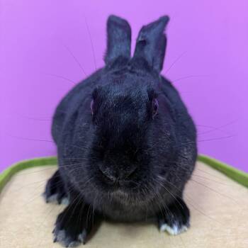 Olaf -  New Zealand Rabbit for Adoption in Saint Charles, Missouri - Olaf | PetCurious